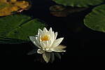 Click to see Y-EOS-R6-JG-0227.JPG