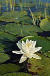Click to see Y-EOS-R6-JG-0234.JPG