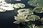 Click to see Y-EOS-R6-JG-0238.JPG