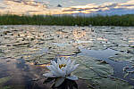 Click to see Y-EOS-R6-JG-0263-MOD.JPG