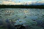 Click to see Y-EOS-R6-JG-0263.JPG