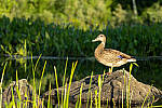 Click to see Y-EOS-R6-JG-0292-MOD.JPG