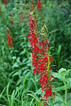 Click to see Y-EOS-R6-JG-0305.JPG