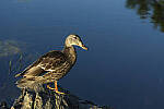 Click to see Y-EOS-R6-JG-0321-MOD.JPG