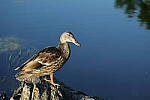Click to see Y-EOS-R6-JG-0321.JPG