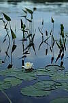 Click to see Y-EOS-R6-JG-1922.JPG