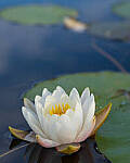 Click to see Y-EOS-R6-JG-1935-MOD.JPG