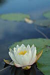 Click to see Y-EOS-R6-JG-1935.JPG