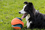 Click to see Y-EOS-R6-JG-2201-MOD.JPG