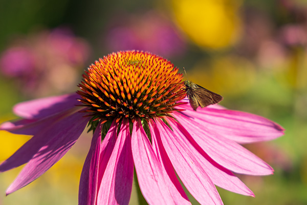 Canon EOS R6 Review: Field Test -- Gallery Image