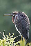 Click to see Y-JG-CANON-EOS-R7-0073.JPG