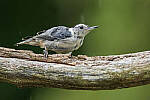 Click to see Y-JG-CANON-EOS-R7-0095-MOD.JPG
