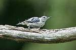 Click to see Y-JG-CANON-EOS-R7-0095.JPG