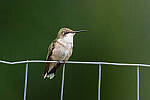 Click to see Y-JG-CANON-EOS-R7-0133-MOD.JPG