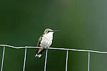 Click to see Y-JG-CANON-EOS-R7-0133.JPG