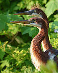 Click to see Y-JG-CANON-EOS-R7-0148-MOD.JPG