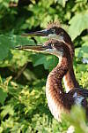 Click to see Y-JG-CANON-EOS-R7-0148.JPG