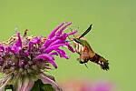 Click to see Y-JG-CANON-EOS-R7-0165-MOD.JPG