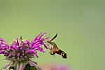 Click to see Y-JG-CANON-EOS-R7-0165.JPG