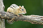 Click to see Y-JG-CANON-EOS-R7-0188.JPG