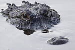 Click to see Y-JG-CANON-EOS-R7-0194-MOD.JPG