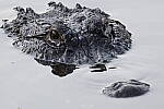 Click to see Y-JG-CANON-EOS-R7-0194.JPG