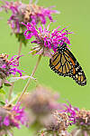 Click to see Y-JG-CANON-EOS-R7-0202.JPG