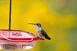 Click to see Y-JG-CANON-EOS-R7-0239.JPG