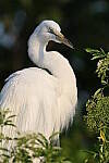 Click to see Y-JG-CANON-EOS-R7-0242.JPG