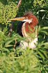 Click to see Y-JG-CANON-EOS-R7-0257.JPG