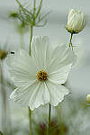 Click to see Y-JG-CANON-EOS-R7-0260.JPG