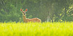 Click to see Y-JG-CANON-EOS-R7-0273-MOD.JPG