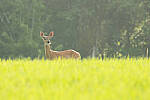 Click to see Y-JG-CANON-EOS-R7-0273.JPG