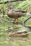 Click to see Y-JG-CANON-EOS-R7-0336.JPG