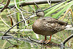 Click to see Y-JG-CANON-EOS-R7-0341.JPG