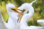 Click to see Y-JG-CANON-EOS-R7-0354-MOD.JPG