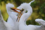 Click to see Y-JG-CANON-EOS-R7-0354.JPG