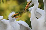Click to see Y-JG-CANON-EOS-R7-0363.JPG