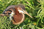 Click to see Y-JG-CANON-EOS-R7-0377.JPG
