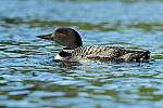 Click to see Y-JG-CANON-EOS-R7-0425.JPG