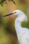 Click to see Y-JG-CANON-EOS-R7-0435.JPG