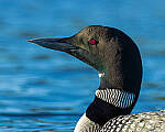Click to see Y-JG-CANON-EOS-R7-0454-MOD.JPG