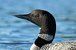Click to see Y-JG-CANON-EOS-R7-0454.JPG
