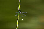 Click to see Y-JG-CANON-EOS-R7-0493.JPG