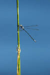 Click to see Y-JG-CANON-EOS-R7-0511.JPG