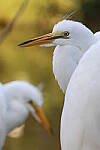 Click to see Y-JG-CANON-EOS-R7-0534.JPG