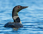 Click to see Y-JG-CANON-EOS-R7-0538-MOD.JPG