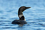 Click to see Y-JG-CANON-EOS-R7-0538.JPG