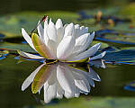 Click to see Y-JG-CANON-EOS-R7-0603-MOD.JPG