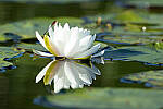 Click to see Y-JG-CANON-EOS-R7-0603.JPG